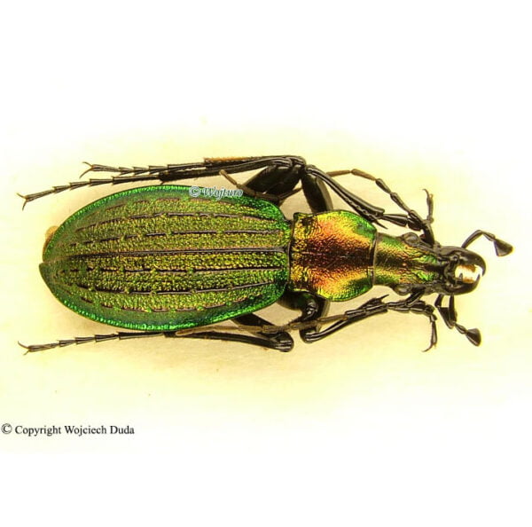 Japanese Insect. Shop Acoptolabrus gehinii gehinii - male, very nice - Insect-Shop.com