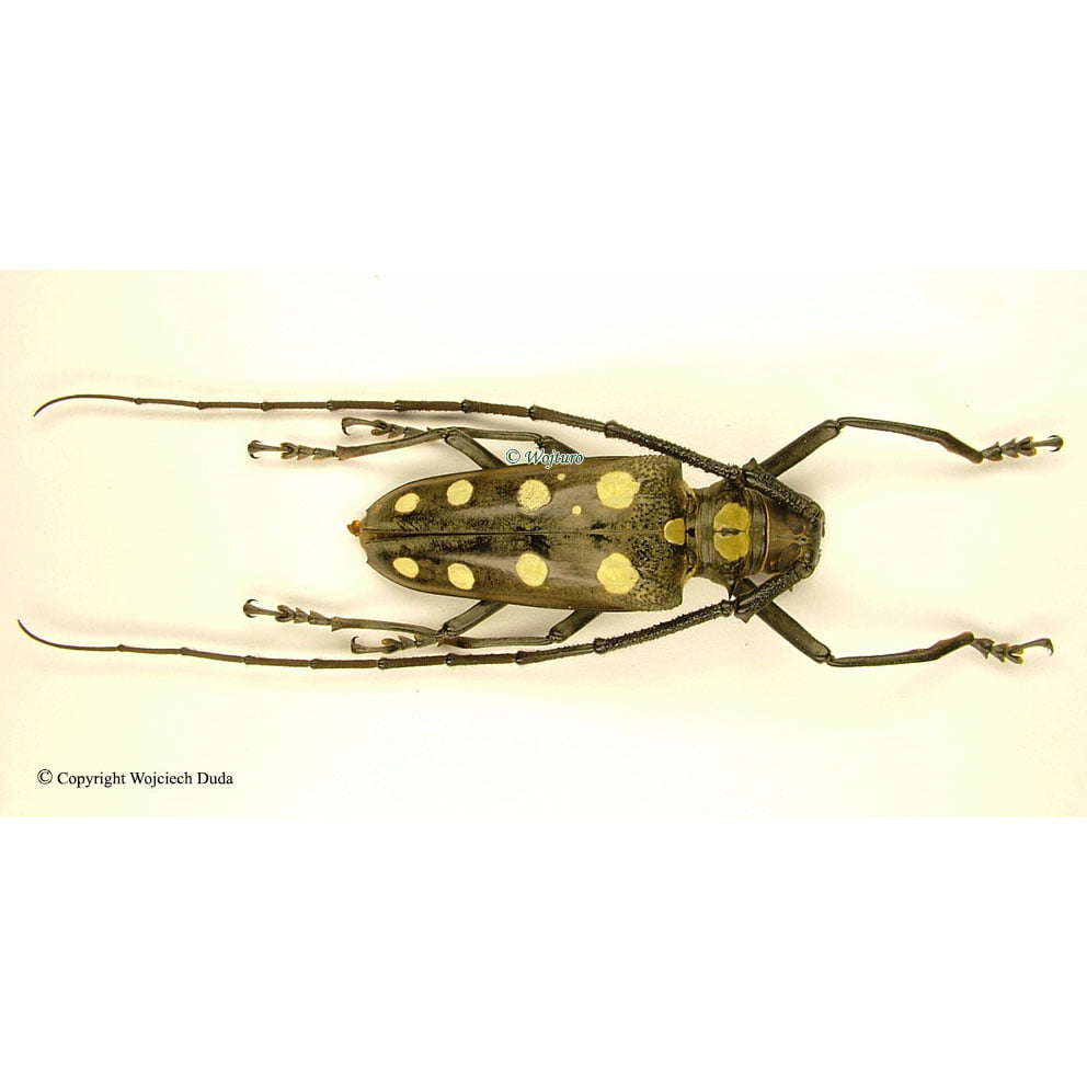Cerambycidae - Insect-Shop.com