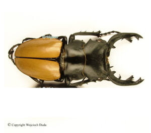 Odontolabis Mouhoti Elegans