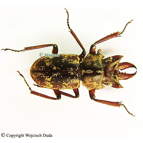 Insect-shop - Insect-Shop.com
