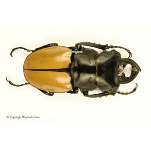 Odontolabis Mouhoti Elegans Mesodonte