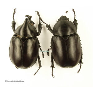 Xylotrupes mniszechi mniszechi
