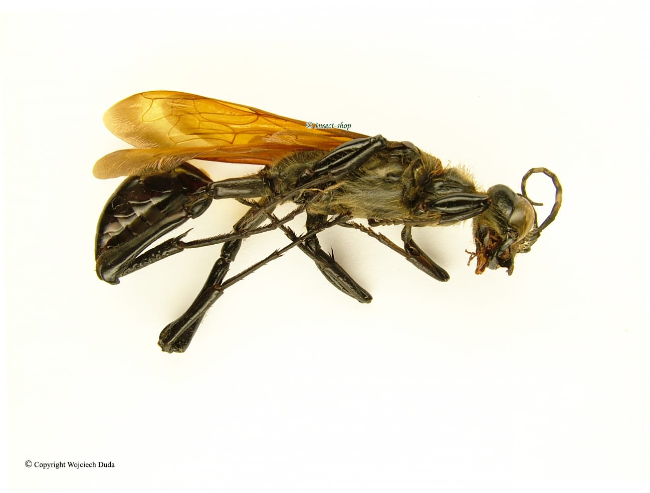 Insect. Shop Pepsis sp 9, 42mm (ws 66mm), A- (Real Photo) - Insect-Shop.com