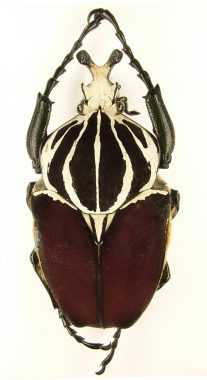 Goliathus Goliatus 1a