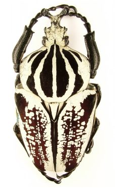 Goliathus Goliatus Albatus 1a