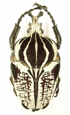 Goliathus Goliatus Albatus 1c