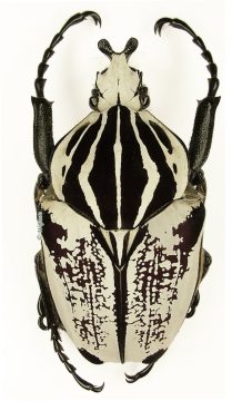Goliathus Goliatus Albatus 1cb