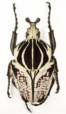 Goliathus Goliatus Albatus 1d