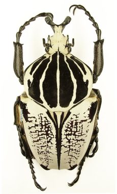 Goliathus Goliatus Albatus 1e