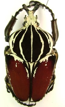 Goliathus goliatus - Insect-Shop.com