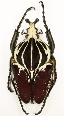 Goliathus goliatus - Insect-Shop.com