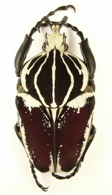 Goliathus Goliatus Conspersus 1d