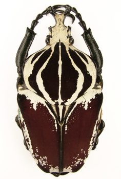 Goliathus Goliatus Conspersus 1e