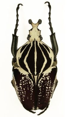Goliathus Goliatus Conspersus 1h