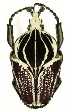 Goliathus Goliatus Conspersus 1j