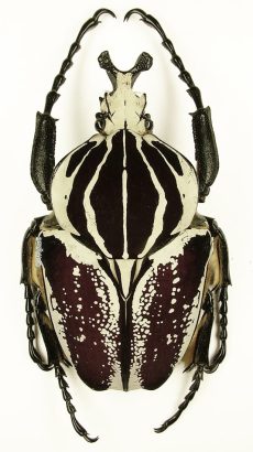 Goliathus Goliatus Conspersus 1k