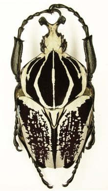 Goliathus Goliatus Conspersus 1m