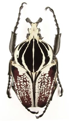 Goliathus Goliatus Conspersus 1n