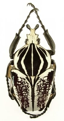 Goliathus Goliatus Conspersus 1o