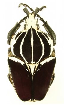 Goliathus Goliatus Conspersus A