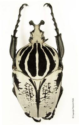 Goliathus Goliatus Intermedius 1