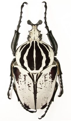 Goliathus Goliatus Intermedius 1a
