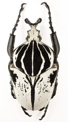 Goliathus Goliatus Intermedius 1b