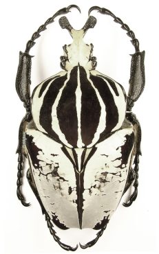 Goliathus Goliatus Intermedius 1c