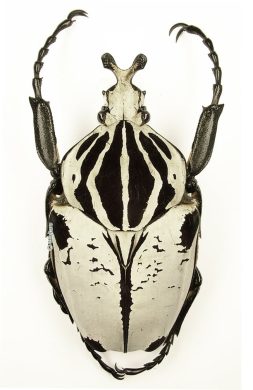 Goliathus Goliatus Intermedius 1d