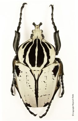 Goliathus Goliatus Intermedius 1e
