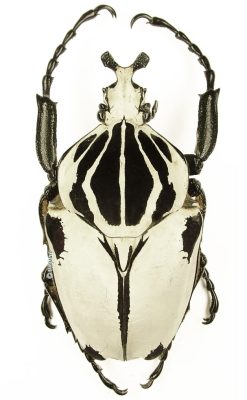 Goliathus Goliatus Quadrimaculatus 1