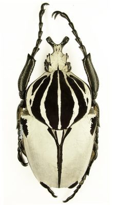 Goliathus Goliatus Quadrimaculatus 1a