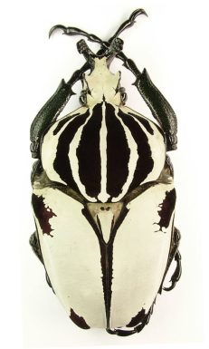 Goliathus Goliatus Quadrimaculatus 1b