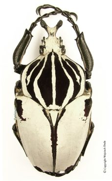 Goliathus Goliatus Quadrimaculatus 1d