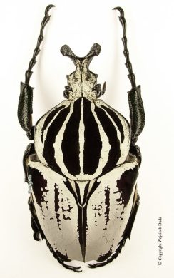 Goliathus Goliatus Striatus 1c