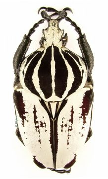 Goliathus Goliatus Striatus 1d