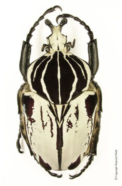Goliathus Goliatus Striatus 1e