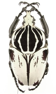 Goliathus Goliatus Striatus 1g