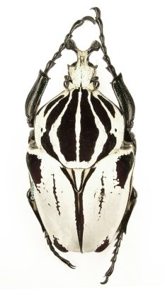 Goliathus Goliatus Striatus 1h