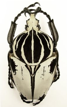 Goliathus Goliatus Striatus 1j