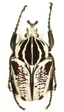Goliathus Goliatus Undulus 1