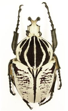 Goliathus Goliatus Undulus 1b