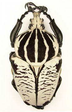 Goliathus Goliatus Undulus 1c
